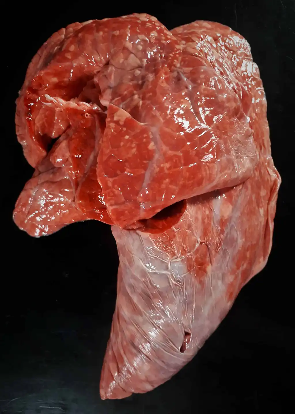 Kalbslunge mit Kronfleisch ca. 1500g Bild 1