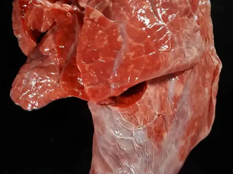 Kalbslunge mit Kronfleisch ca. 1500g